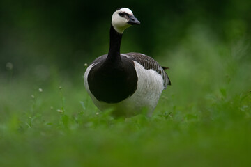 barnacle goose on the grass