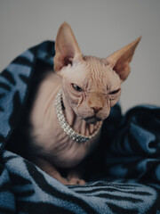 sphinx cat