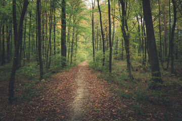 Fototapeta premium The path through the dark green forest