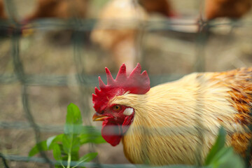 Chickens and a rooster in the coop