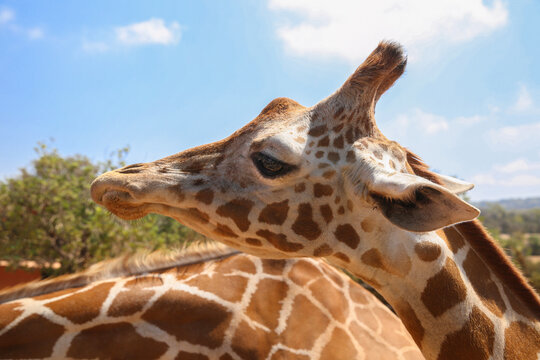  Giraffe at the zoo on a blue sky background. 