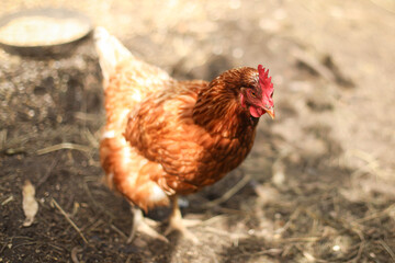 Chicken coop, hens and rooster peck grain, chicken breeding