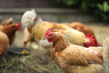 Chicken coop, hens and rooster peck grain, chicken breeding