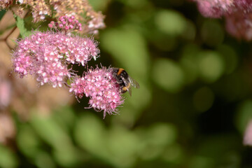 Shaggy bumblebee gathering pollen on a pink flowers.