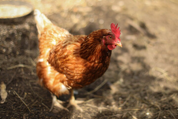 chickens and rooster walk on the grass, chicken coop, chicken breeding
