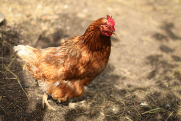 chickens and rooster walk on the grass, chicken coop, chicken breeding