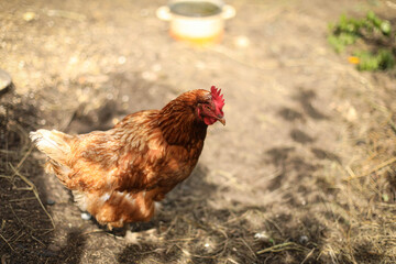 chickens and rooster walk on the grass, chicken coop, chicken breeding