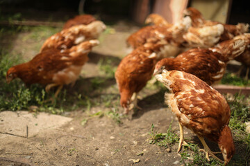chickens and rooster walk on the grass, chicken coop, chicken breeding