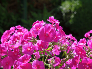 Flammenblume (Phlox paniculata)