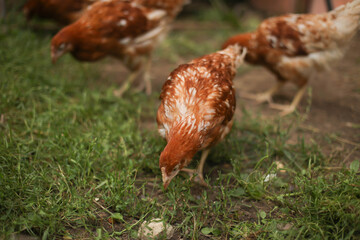 chickens and rooster walk on the grass, chicken coop, chicken breeding