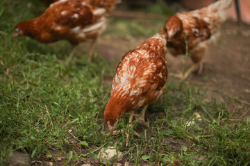 chickens and rooster walk on the grass, chicken coop, chicken breeding