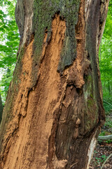 Abgestorbene Rotbuche (Fagus sylvatica)