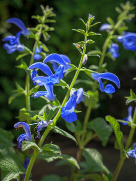 Blauer Salbei, Salvia patens