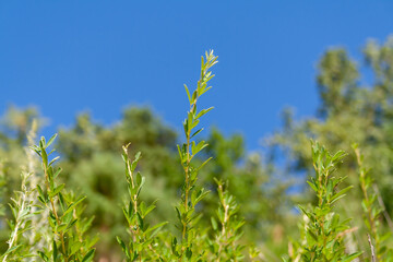 An unknown plant grows in the forest. W
