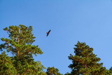 A bird of prey,a hawk, flying in the blue sky against the background of trees.