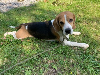 beagle in grass