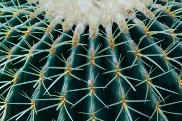 Blue green barrel cactus with serrated spikes in radiating ribs, nature background, horizontal aspect