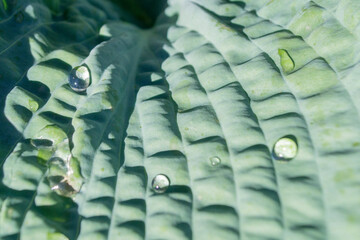 Obraz premium drops of morning dew on a green leaf