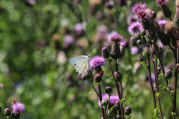 Cabbage white butterfly sitting on thistle blossom