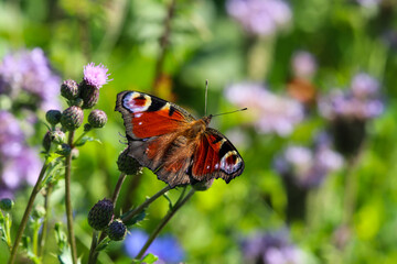 Peacock butterfly sitting on thistle blossom