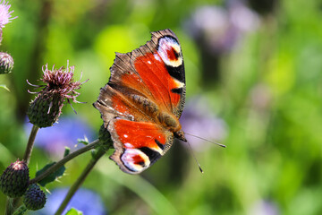 Peacock butterfly sitting on thistle blossom