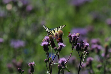 Swallow tail butterfly sitting on thistle blossom