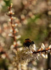 Bumblebee drinking nectar from a plant with small white flowers