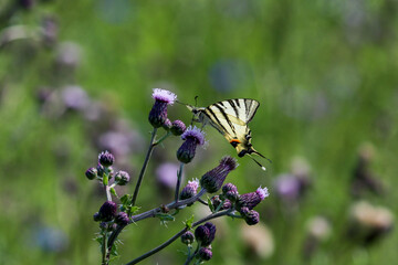 Swallow tail butterfly sitting on thistle blossom