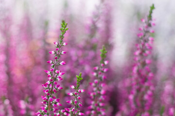 Pastel toned blooming bright pink erica flowers with bokeh effect. Blossoming flowers heather bush
