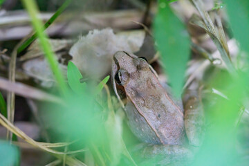 Wood Frog in Forest in Summer