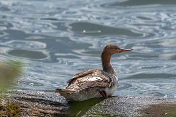 Female Common Merganser (Mergus merganser)