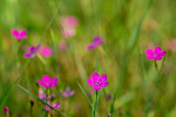 Obraz na płótnie Canvas Dianthus deltoides meadow bright pink flower flowers in bloom, small grassland plants in bloom