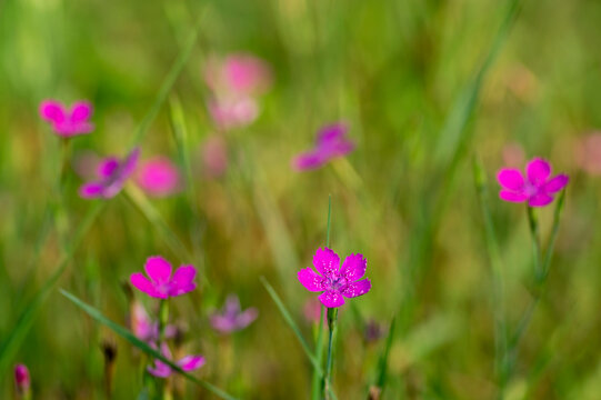 Dianthus deltoides meadow bright pink flower flowers in bloom, small grassland plants in bloom