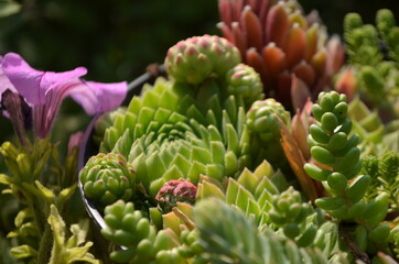 close up of pine cones