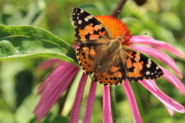 Motyl