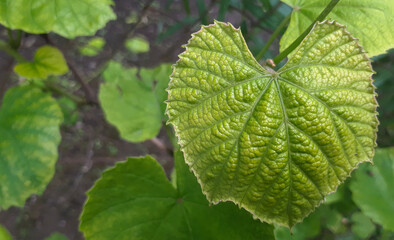 Young vine leaf in garden. Grape leaf background. Botanical plant.