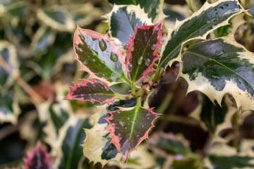 raindrops caught on holly leaves