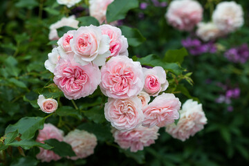 Beet-Rose Larissa in Pink im Sommergarten