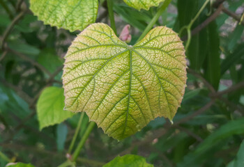 Young vine leaf in garden. Grape leaf background. Botanical plant.