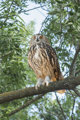 Eurasian eagle-owl (Bubo bubo) sits on a tree branch