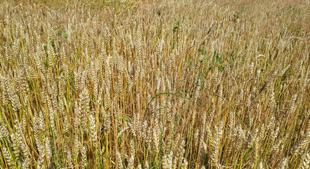 golden wheat field and sunny day.