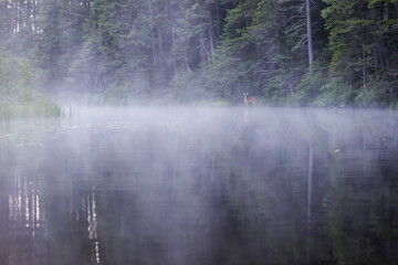 white-tailed deer (Odocoileus virginianus) in misty morning