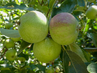 beautiful apples ripening in the sunshine