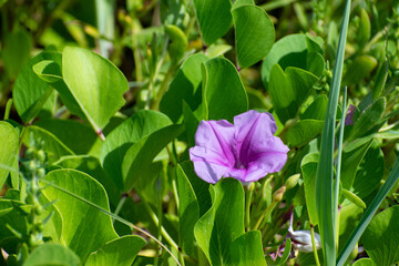 South Florida railroad vine pink dune flower on the beach with tropical green foliage.