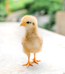 Closeup chick on the perch