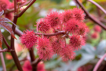 castor bean plant with red prickly fruits 
