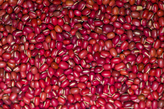 Azukibohnen - Vigna angularis