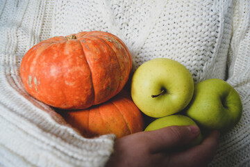 Hands hold a large number of yellow, green apples and small orange pumpkins against the background of a white knitted sweater. Concept of harvest, thanksgiving & Halloween 