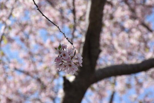 Blooming Tree At Flushing Meadows Corona Park.