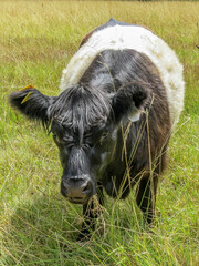 belted galloway cow eating the grass